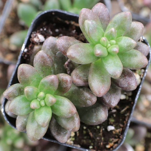 Cremnosedum 'Crocodile'