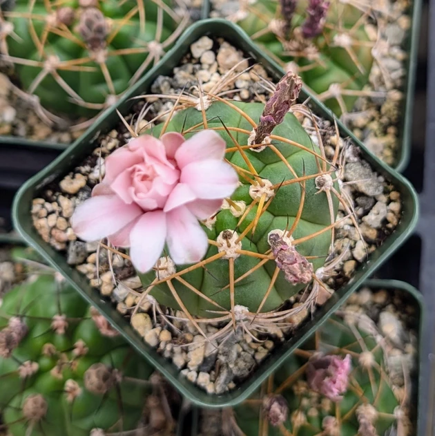 Gymnocalycium chiquitanum - Chin Cactus [large]