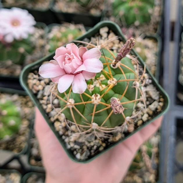 Gymnocalycium chiquitanum - Chin Cactus [large]