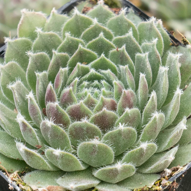 Sempervivum 'Gazelle' - February - Alt