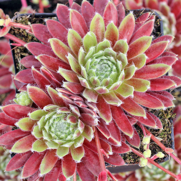 Sempervivum 'Gazelle' (Mature) - April