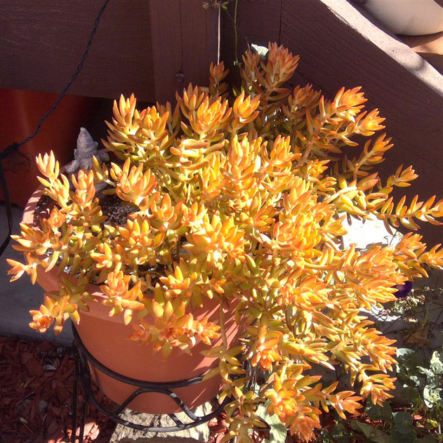 Sedum nussbaumerianum - Coppertone Stonecrop (Photo by Reddit user ARMSwatch)