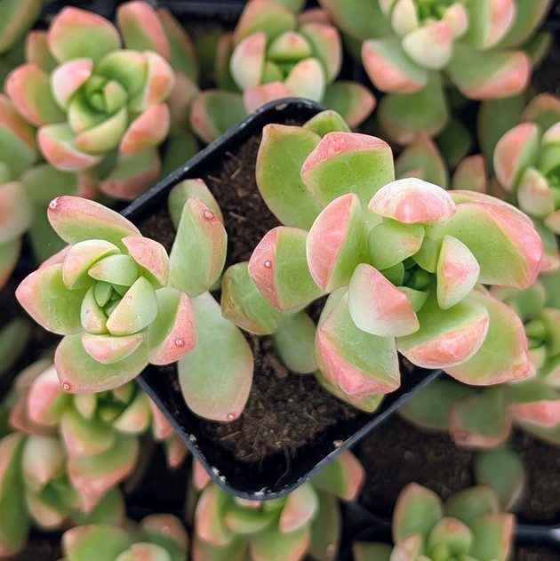 Sedum adolphii - Golden Sedum