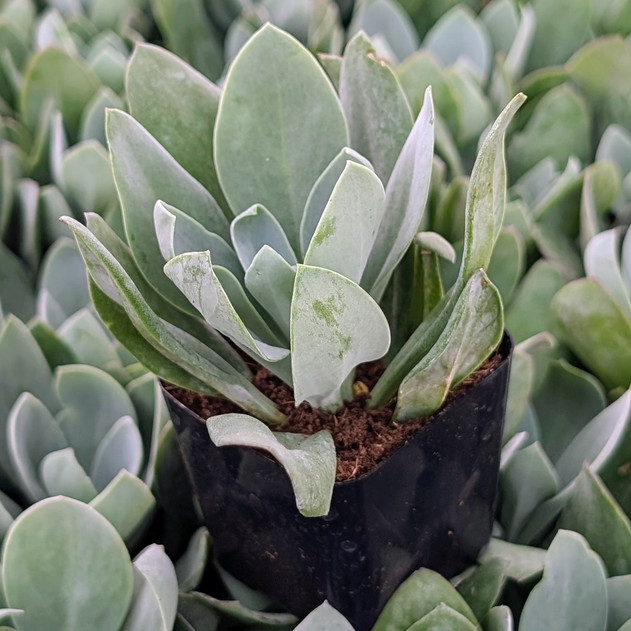 Senecio cephalophourus 'Mountain Fire'