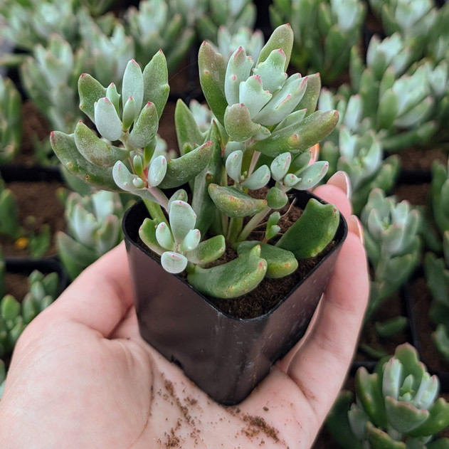 Cotyledon 'Little Queeny'