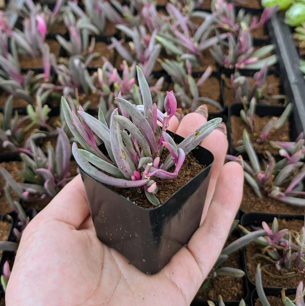 Othonna capensis 'Ruby Necklace Variegata'