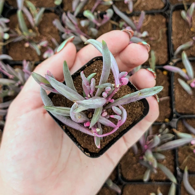 Othonna capensis 'Ruby Necklace Variegata'