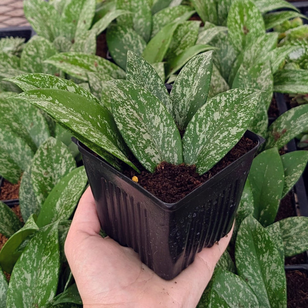 Hoya pubicalyx 'Silver Spot' [large]