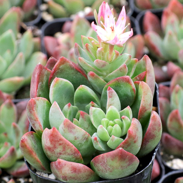 Sedum adolphii 'Lime Gold' - June