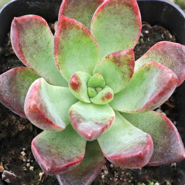 Sedum adolphii 'Lime Gold' - June