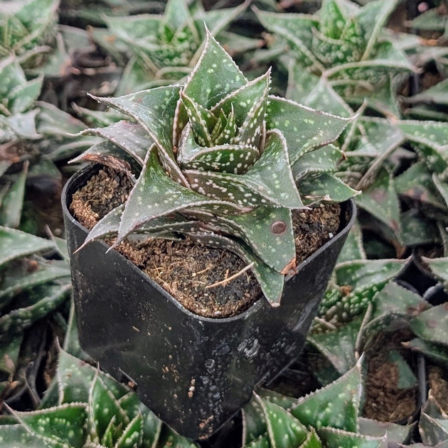 Haworthia 'Bushman'