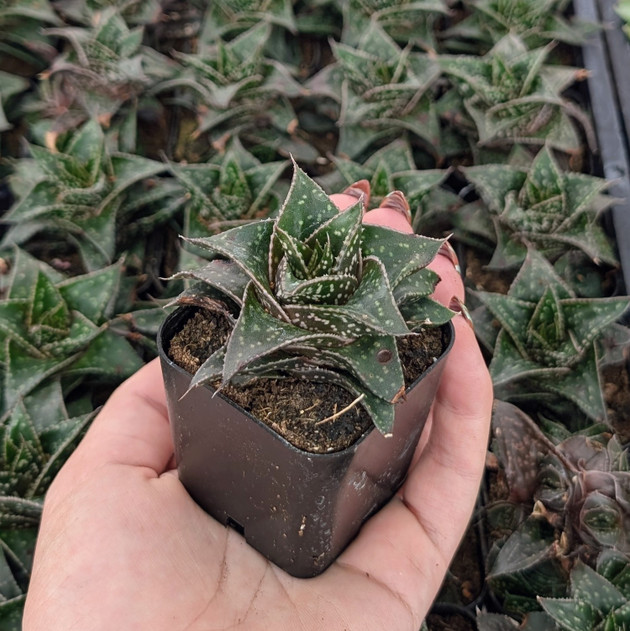 Haworthia 'Bushman'