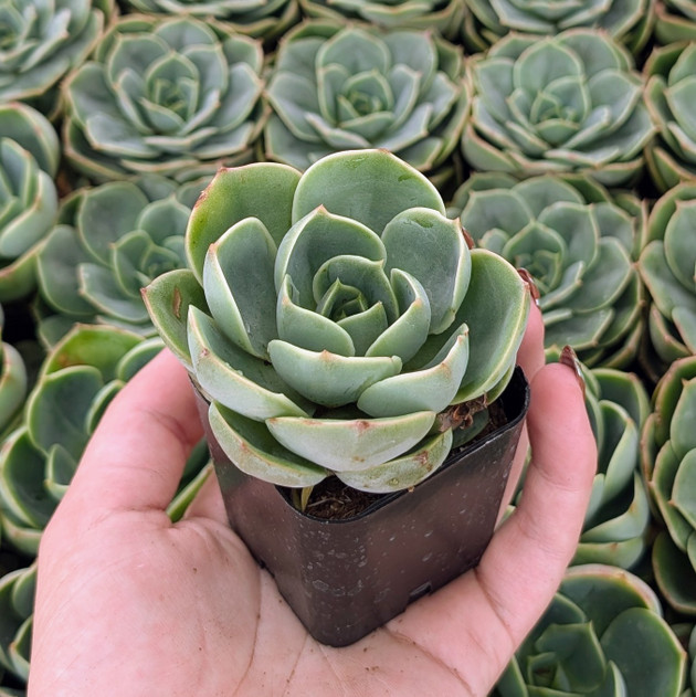 Echeveria 'Tigela'
