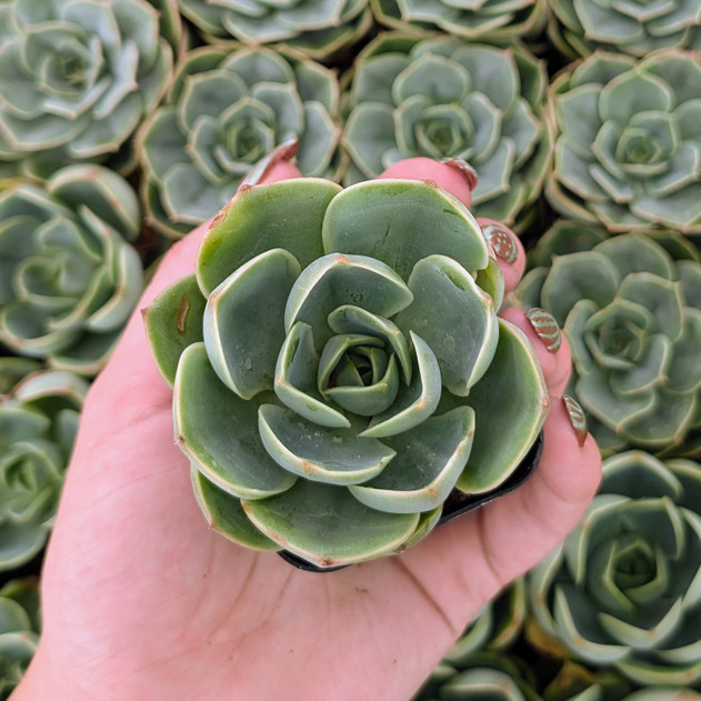 Echeveria 'Tigela'