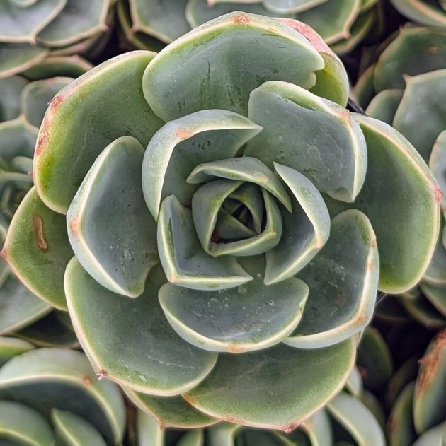 Echeveria 'Tigela'