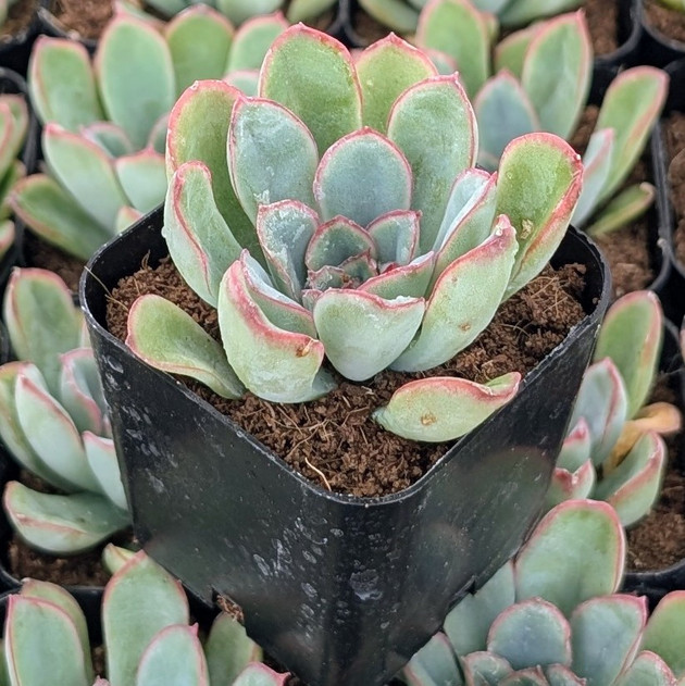 Echeveria 'Mexican Hat'