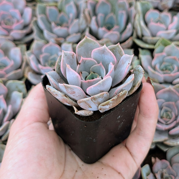 Echeveria 'Parasol Rose'