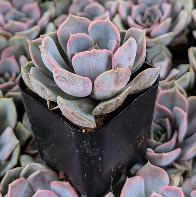 Echeveria 'Parasol Rose'