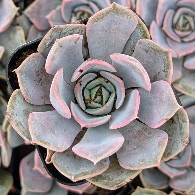 Echeveria 'Parasol Rose'