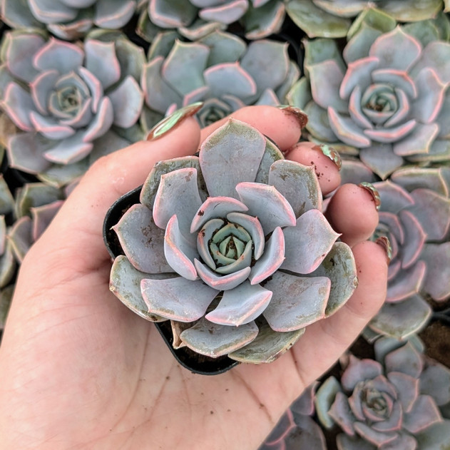 Echeveria 'Parasol Rose'