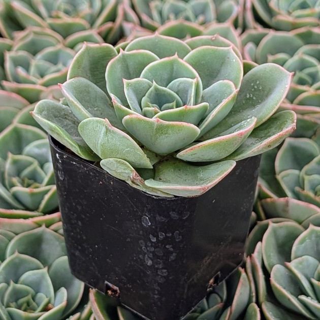 Echeveria 'Taco'