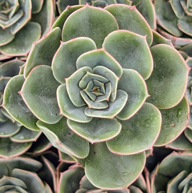 Echeveria 'Taco'