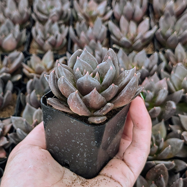 Echeveria 'Gothika'