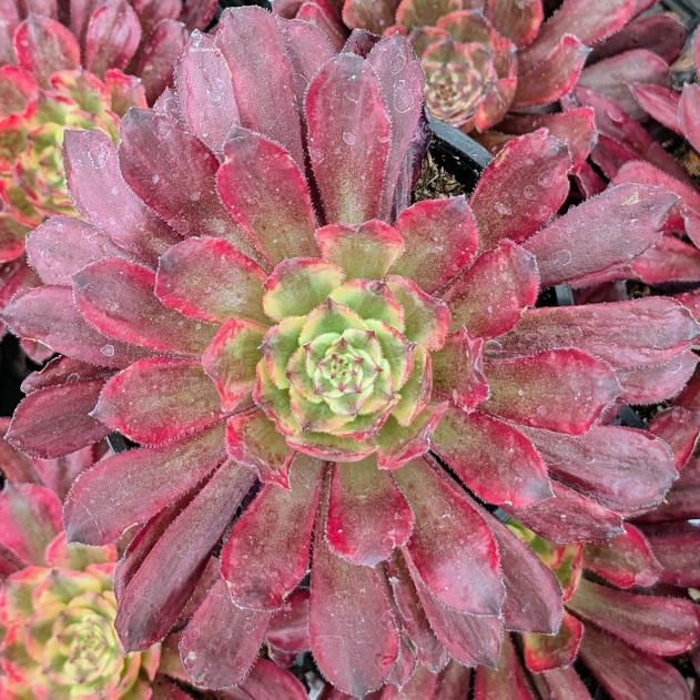Aeonium 'Fairy Ink' [large]