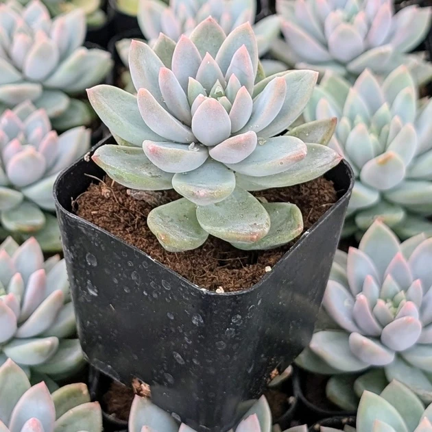 Echeveria 'Estrella'
