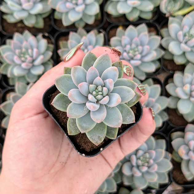 Echeveria 'Estrella'