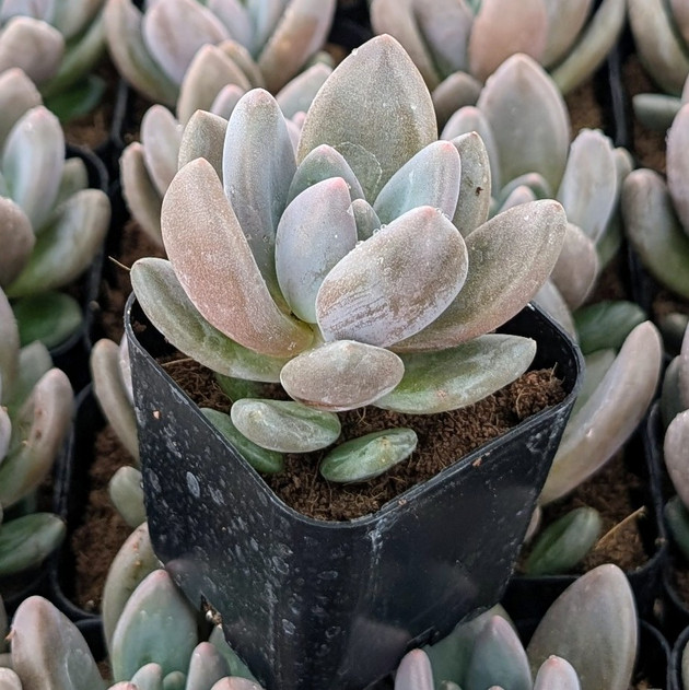 Echeveria 'Dark Red'