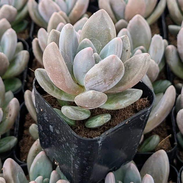 Echeveria 'Dark Red'