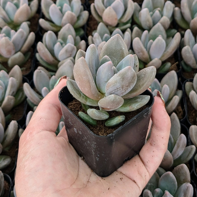 Echeveria 'Dark Red'