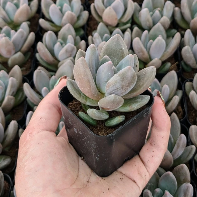 Echeveria 'Dark Red'
