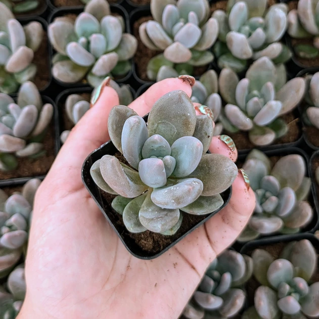 Echeveria 'Dark Red'