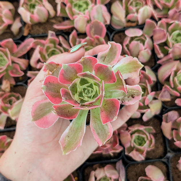 Aeonium 'Wheels of Asperation'