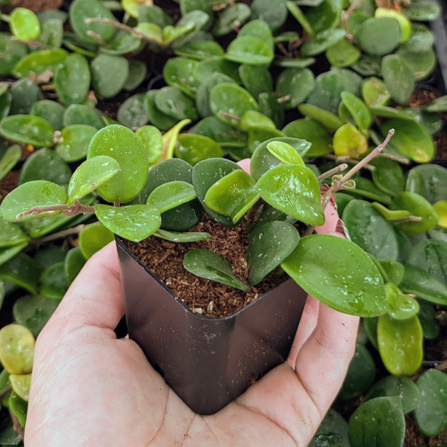 Hoya 'Mathilda'