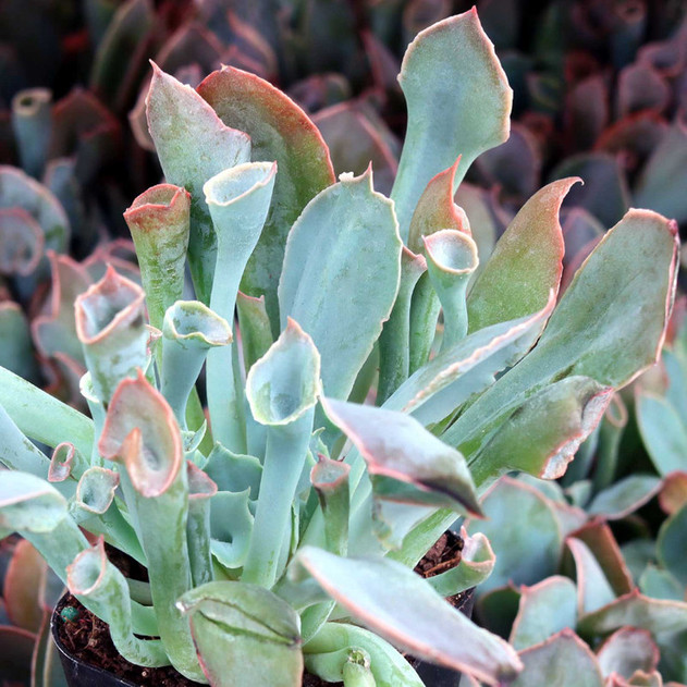 Echeveria 'Trumpet Pinky' - April