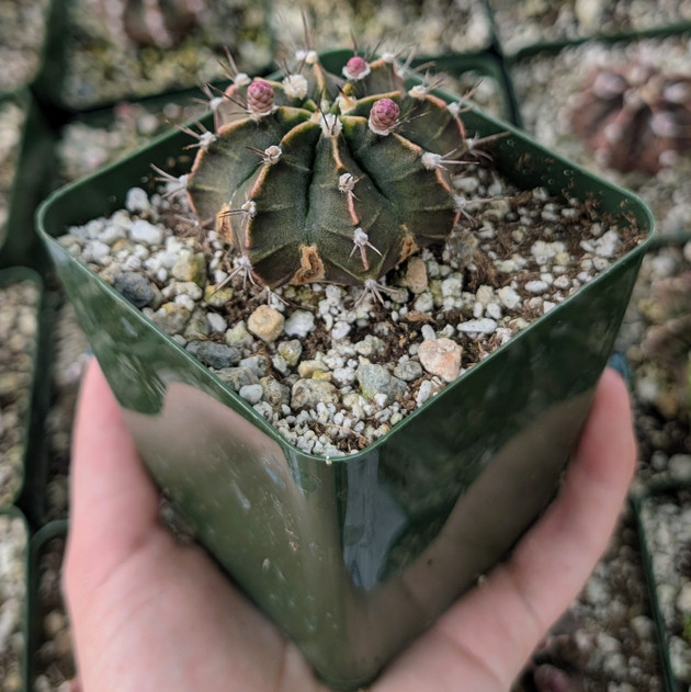Gymnocalycium friedrichii [large]