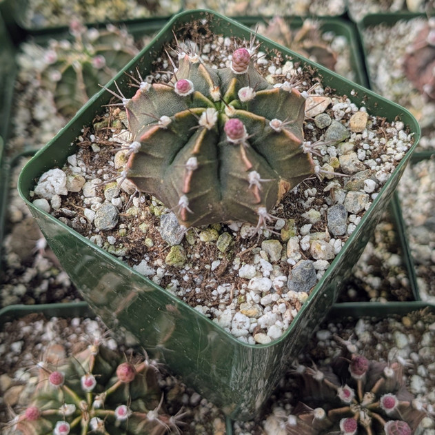 Gymnocalycium friedrichii [large]