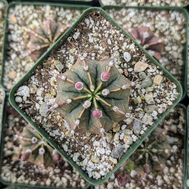 Gymnocalycium friedrichii [large]