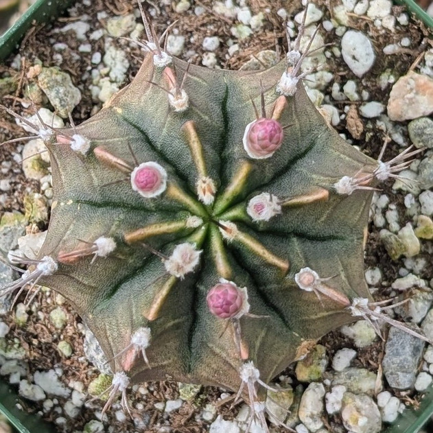 Gymnocalycium friedrichii [large]