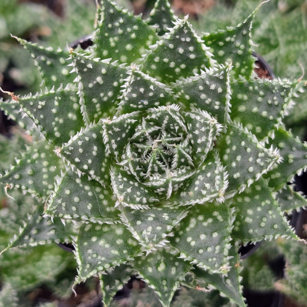 Aloe 'Zambezi'