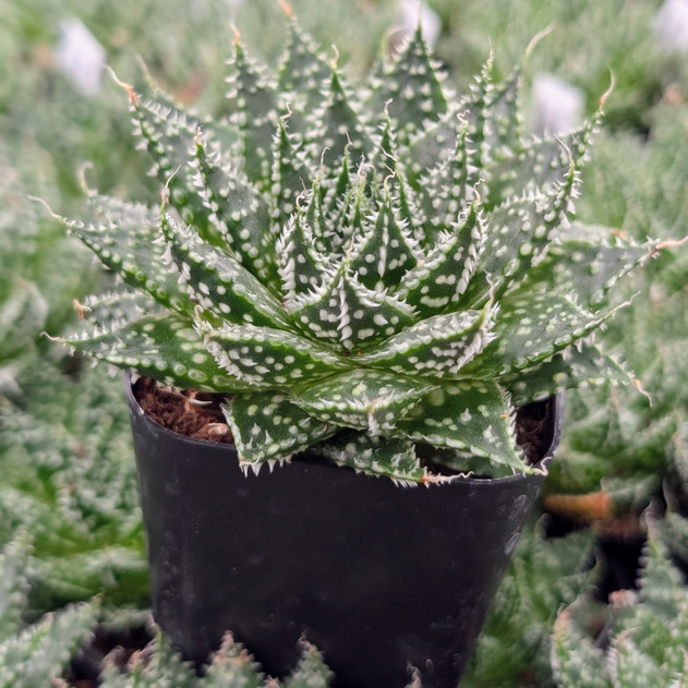 Aloe 'Zambezi'