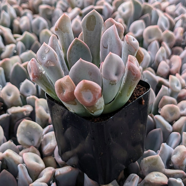 Echeveria 'Topsy x Debbie'