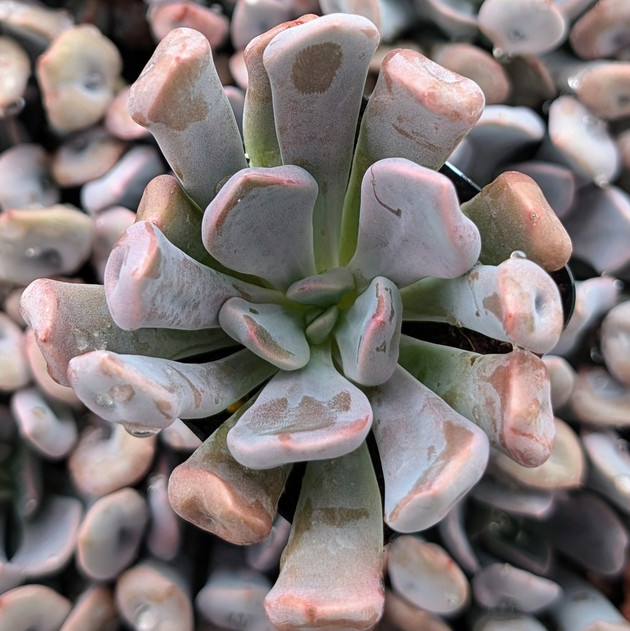 Echeveria 'Topsy x Debbie'
