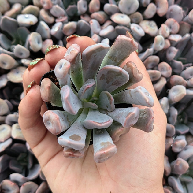 Echeveria 'Topsy x Debbie'