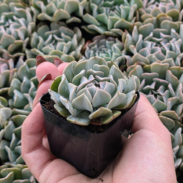 Echeveria 'Harmonic'