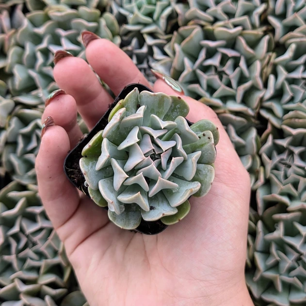 Echeveria 'Harmonic'