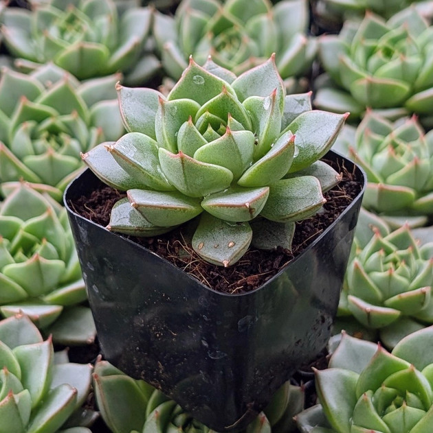 Echeveria 'Green Gilva'